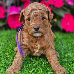 Dolly - Red  female Poodle puppy in Salem, Missouri from Meadowbrook Poodles