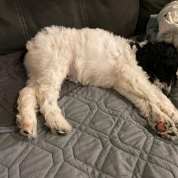 Cockapoo, Double Doodle, Goldendoodle, Poodle, and Shihpoo Puppies from Peace, Love, and Puppies at the Creek