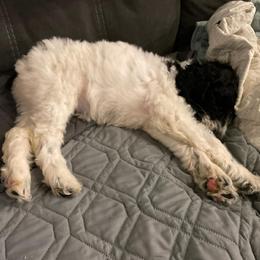 Cockapoo, Double Doodle, Goldendoodle, Poodle, and Shihpoo Puppies from Peace, Love, and Puppies at the Creek