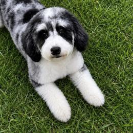 Dolly - Bernedoodle