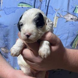 Brown collar - Samwise - Cream male Goldendoodle puppy in Mc Cook, Nebraska from Powers Doodles