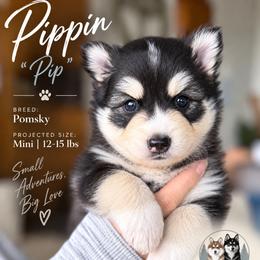 Pippin - Black and white male Pomsky puppy in Redding, California from Jubilee Hills