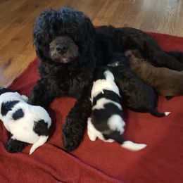 Portuguese Water Dog Puppies from Arrica Wynn