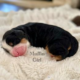 Muffin - Tri-color female Bernedoodle puppy in Waco, Texas from Blessings Pups Doodles