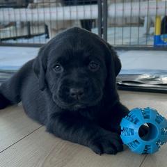Male 1 - RED - Black male Labrador Retriever puppy in Charlotte, North Carolina from Patton Premier Labs