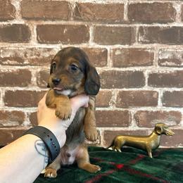 Shaded Red - Red male Dachshund puppy in Fort Worth, Texas from Honey B’s Doxies