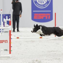 Border Collies from Veri Border Collies