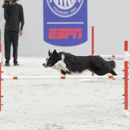Border Collies from Veri Border Collies
