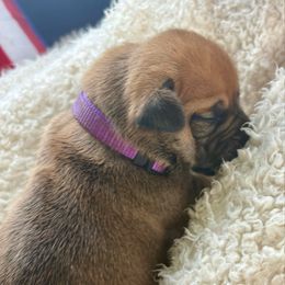 Plum Purple Collar - Fawn female Boerboel puppy in Florida from CLAD Guard Boerboels