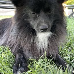Oliver - Pomeranian