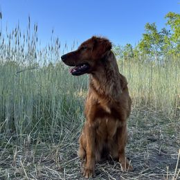 Ember - Golden Retriever