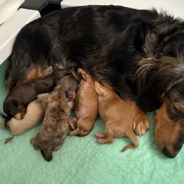 Dachshund puppies from Long Little Doggies