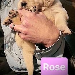 3rd pick of the Golden GirlsLitter - Light golden female Golden Retriever puppy in Fithian, Illinois from LOMAH Retrievers