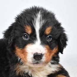 Ash - Black rust and white male Bernese Mountain Dog puppy in Millersburg, California from Smith Farms and Kennels