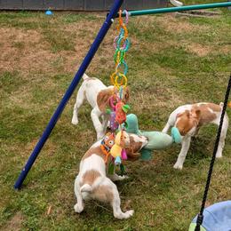 Girl 2 - female Brittany puppy in Everett, Washington from Carrae's Brittanys