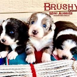 Australian Shepherd puppies from Brushy Creek Aussies & Mini Aussies