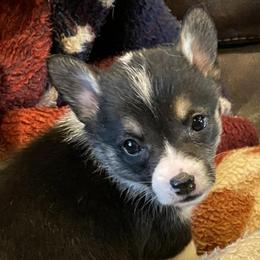 Pembroke Welsh Corgis from Pierson's Pembroke Welsh Corgis