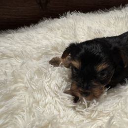 Girl 1 - Blue and gold female Yorkshire Terrier puppy in Dawsonville, Georgia from Lynn’s Precious Pups