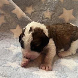 Sprout - Brown and white male Saint Berdoodle puppy in Traverse City, Michigan from Bare Paws Saint Berdoodles