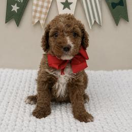 Little Red - Red male Cavapoo puppy in Waskom, Texas from Pearls & Curls doodles & poodles