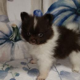 Wraith - Chocolate male Pomeranian puppy in Weatherford, Texas from Jeweled Poms