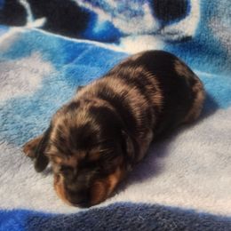Tardis - Dapple male Dachshund puppy in Delano, Tennessee from Walker Ranch Danes & Dachshunds