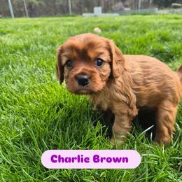 Charlie Brown - Ruby male Cavalier King Charles Spaniel puppy in Shirley, Massachusetts from StoryBook Cavaliers LLC