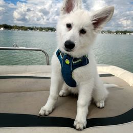 Berger Blanc Suisse Puppies from Nasha Comanda White Swiss Shepherds