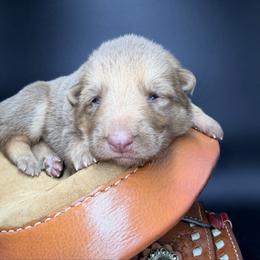 Siege - Liver male German Shepherd puppy in Lebanon County, Pennsylvania from Regalimage