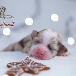 Gingerbread - Red merle female Aussiedoodle puppy in Roebuck, South Carolina from Dani's Dandy Doodles