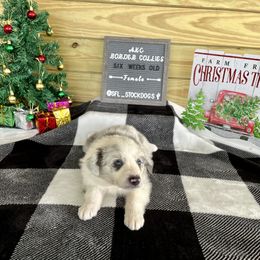 Border Collie Puppies from South Florida Stock Dogs