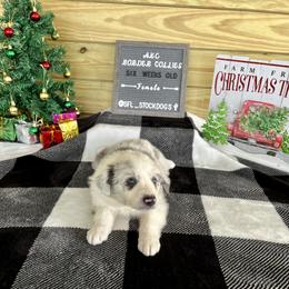 Border Collie Puppies from South Florida Stock Dogs