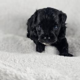 Onyx - Black male Maltipoo puppy in Tuscola, Illinois from Dream on puppies