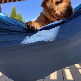 Labrador Retriever Puppies from SR Kennels