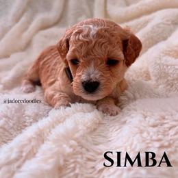 Simba - Apricot male Cavapoo puppy in Memphis, Tennessee from J'Adore Doodles