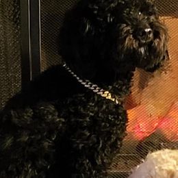 Cavapoos from Hermanda's Cavapoos