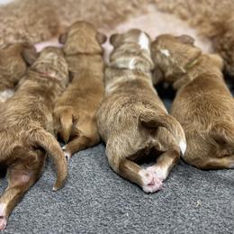 Goldendoodle Puppies from Graystone Doodles