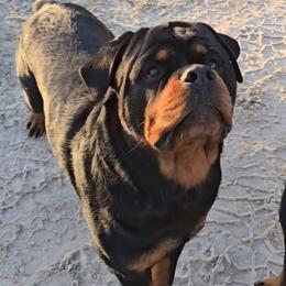 Grim - Black and mahogany male Rottweiler puppy in Lake City, Florida from Haus Der Wut Kennels