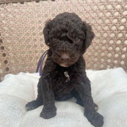 Lexus - Brown female Poodle puppy in Tucson, Arizona from Desert Doodles + Poodles