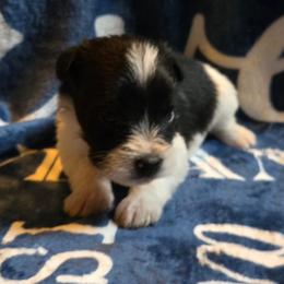 Clark - Parti male Miniature Schnauzer puppy in Elgin, Iowa from Firefly Stables