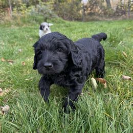 Aspen - Black female Goldendoodle puppy in Grants Pass, Oregon from Oregon Valley Pups