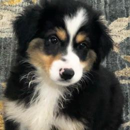 Nova - Black tri male Toy Australian Shepherd puppy in Georgetown, Texas from Minikin Manor
