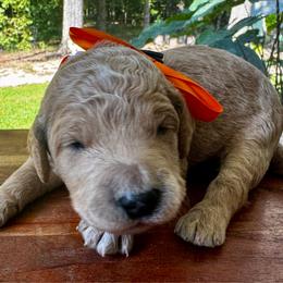 Wish Bear - Apricot male Goldendoodle puppy in Camden, North Carolina from Oopsie Doodles of NC