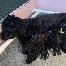 Portuguese Water Dog Puppies from Bayswater Portuguese Water Dogs