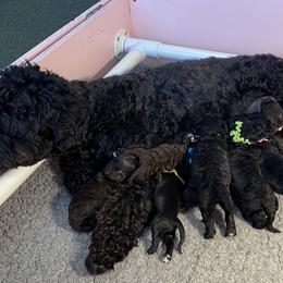 Portuguese Water Dog Puppies from Bayswater Portuguese Water Dogs