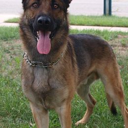 Belgian Malinois from Vom Kaiserhofe Malinois