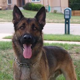 Belgian Malinois from Vom Kaiserhofe Malinois