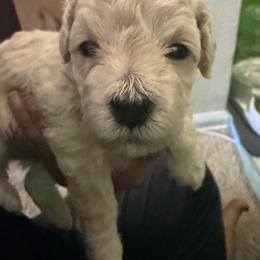 Ollie - White female Maltipoo puppy in Lochbuie, Colorado from ABLE