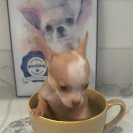 5900 Micro Ms Cream  brûlée charting 3 lb approx - Cream and white female Chihuahua puppy in Las Vegas, Nevada from Quality Poms Chihuahua Yorkies of Las vegas