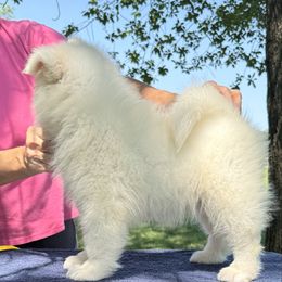 Eggplant purple - White female Samoyed puppy in Hellertown, Pennsylvania from O’blako Samoyeds